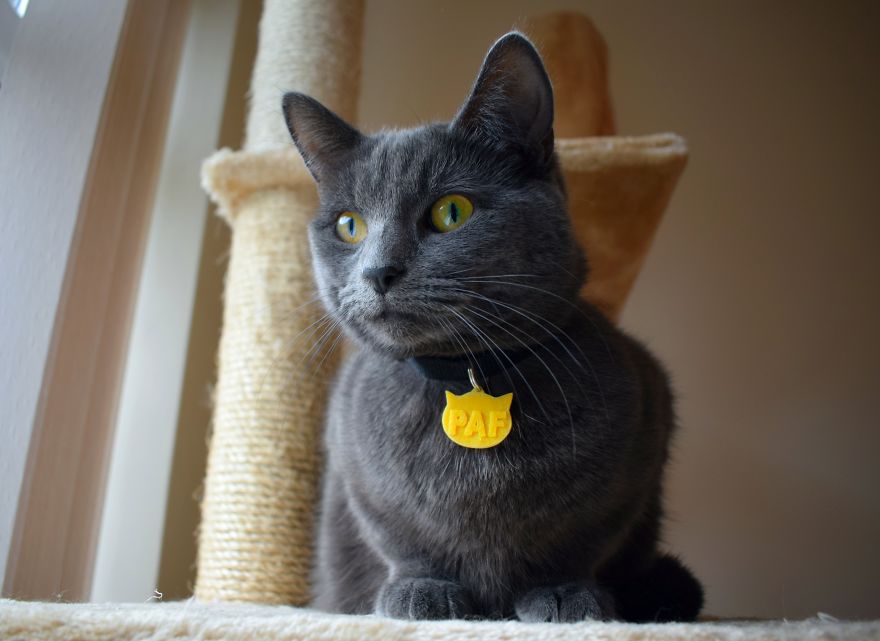 3d Printed Cat Accessories