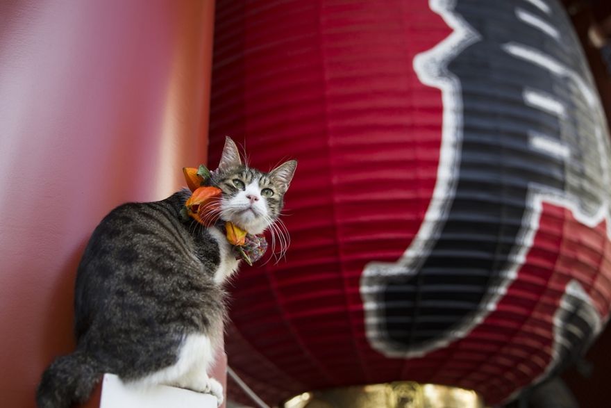 10 Interesting Facts About Japan You Probably Don't Know