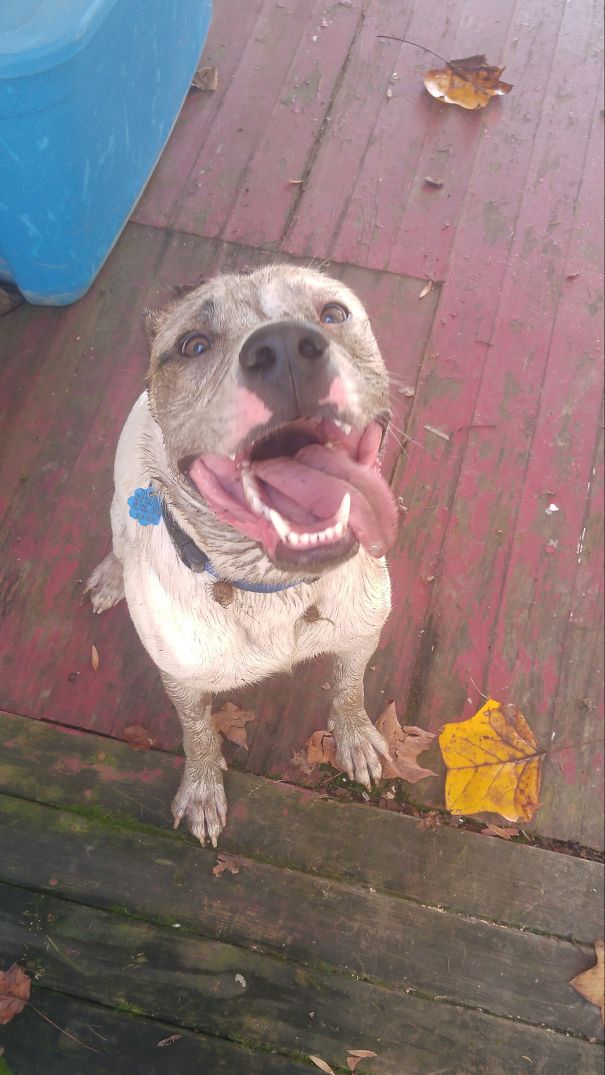 I Was Almost Certain I Had An All White Dog With One Brown Ear And Eye..