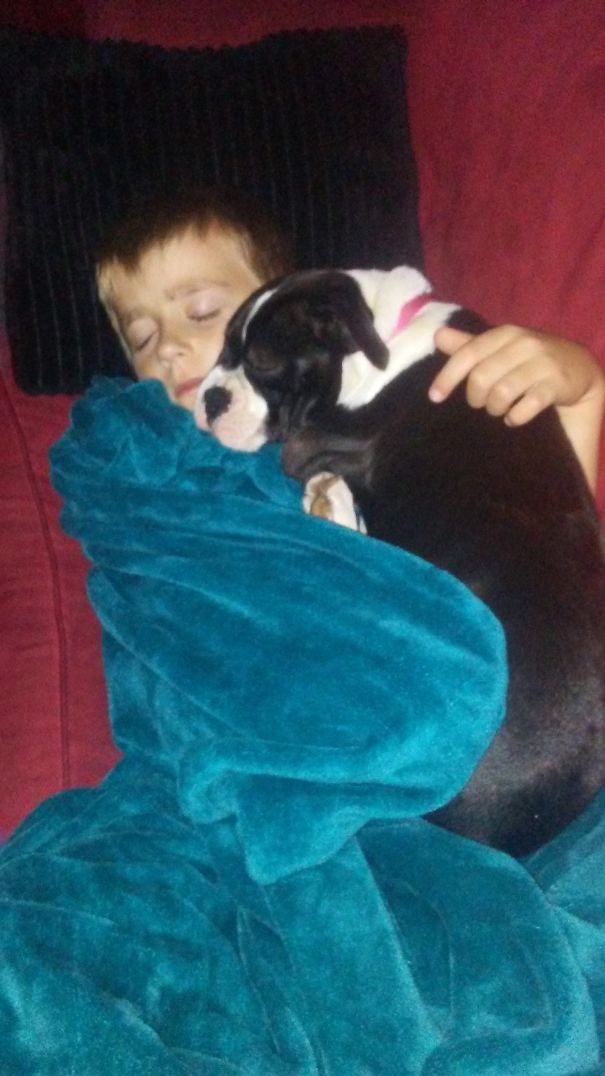 Why Would I Use The Big Comfy Dog Bed You Bought Me When I Can Use My Brother As A Bed And His Face As A Pillow?!