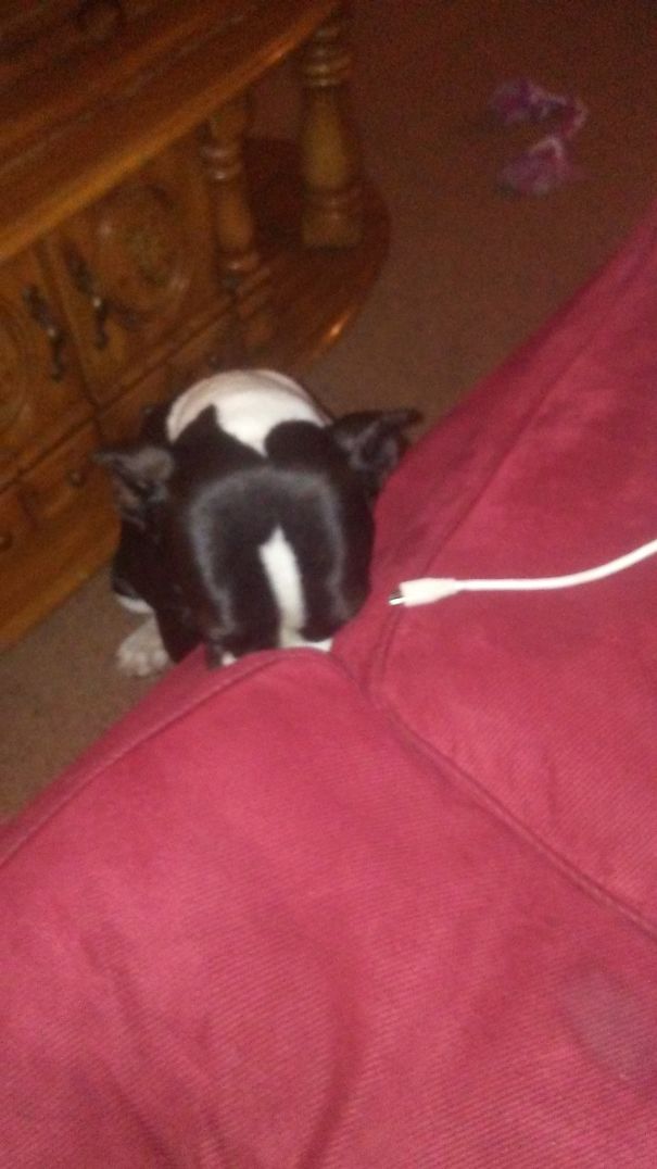 I Told Her Not To Eat The Cell Phone Charger (Shes Already Chewed And Broken One) So She Buried Her Face In The Couch, In Shame