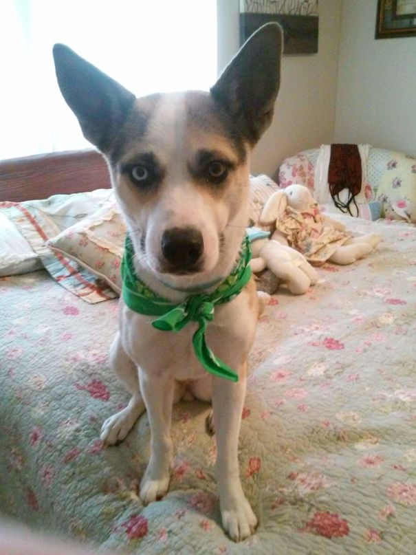 Claudia Will Actually Argue With You If You Tell Her No. Wouldn't Let Me Post Video