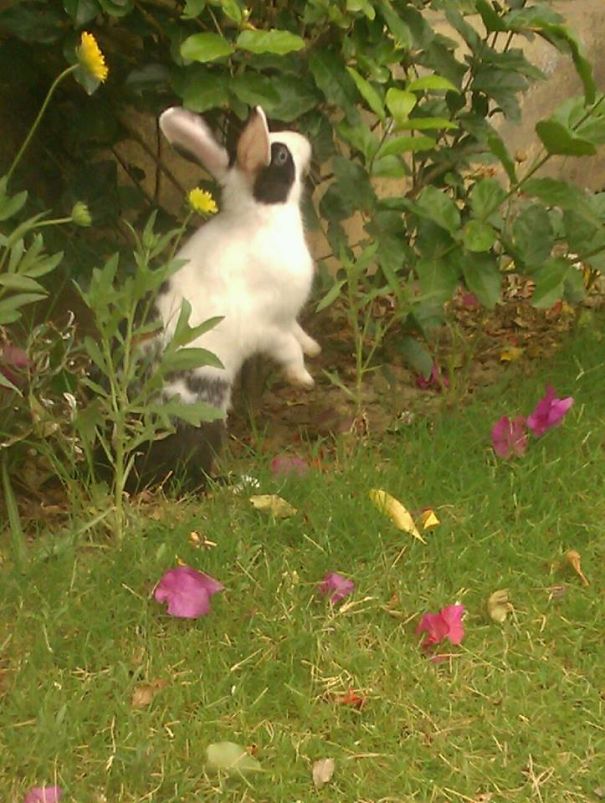 He Is Eating Plants My Cute Little Nasty Pet.