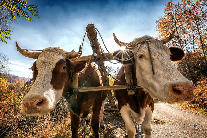 I Photographed The Half-Mythical Land Of Transylvania.