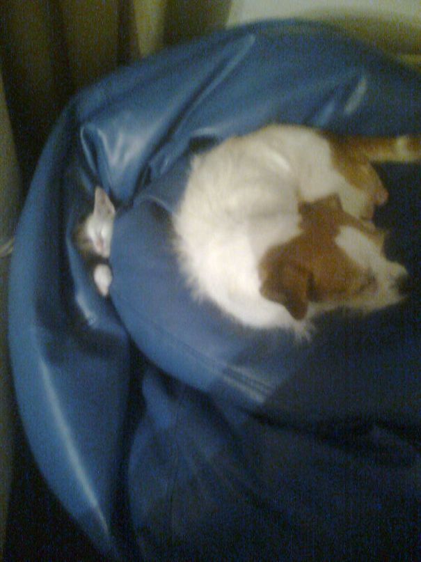 No, I Haven't Seen The Cat, Why?