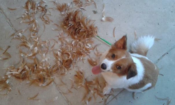 Did I Do A Good Job?