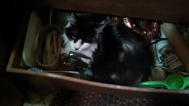 My Cat Is A Jerk...she Scared The Heck Out Of My When I Opened The Doors