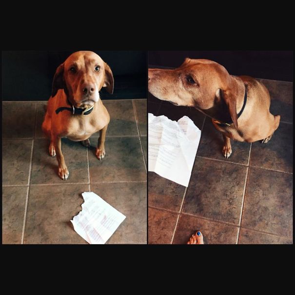 Went Back To University -- Is 37 Too Old To Say "The Dog Ate My Homework"?