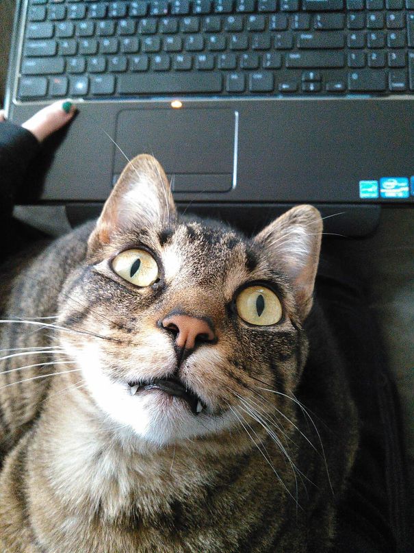 Loki Lives Up To His Name, Normally. He Always Hogs My Lap, Especially When I Go To Lay Down In Bed.