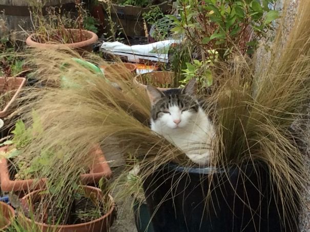 Podge In My Next Door Neighbour’s Garden, Looking Pretty Smug.