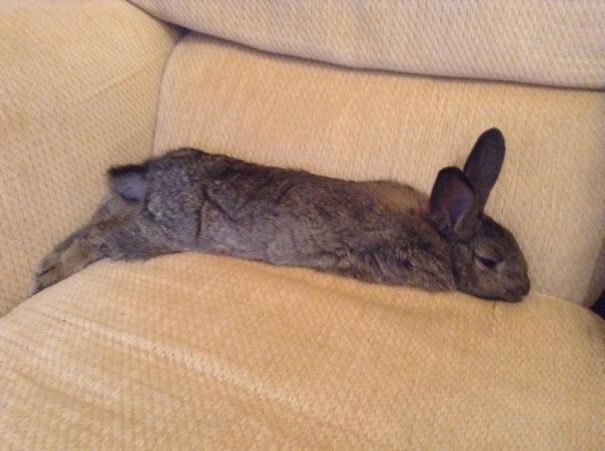 Button Decided That The Sofa Now Belonged To Him.