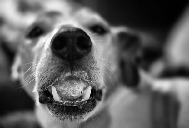 Harley. Donut Thief.