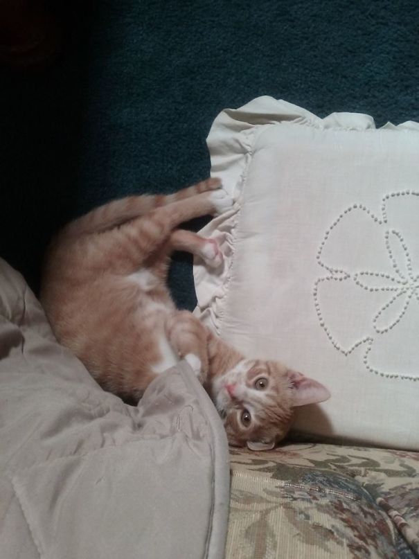 Oh No You Found Me! George The 5th 2 Yrs. # 4 Fur Baby!