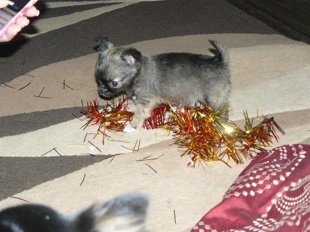 The Tree Did Look Pretty..