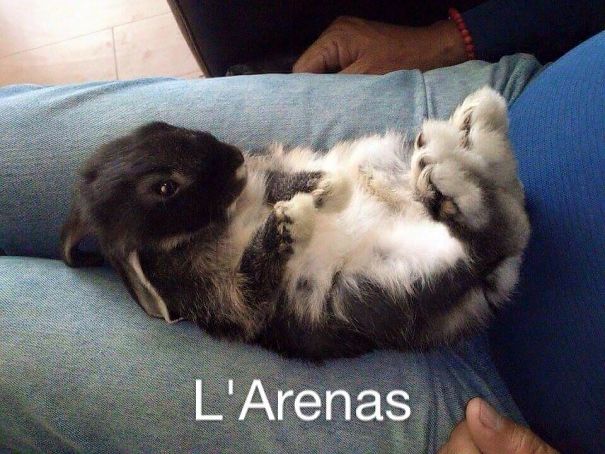 Spica, Quiere Mas Cosquillas.