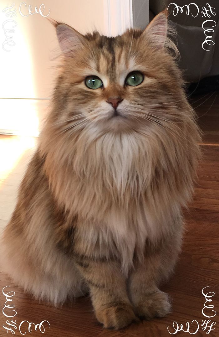 Ambrosia, The Most Beautiful Girl In The World