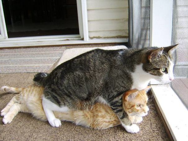 You Make A Comphy Seat