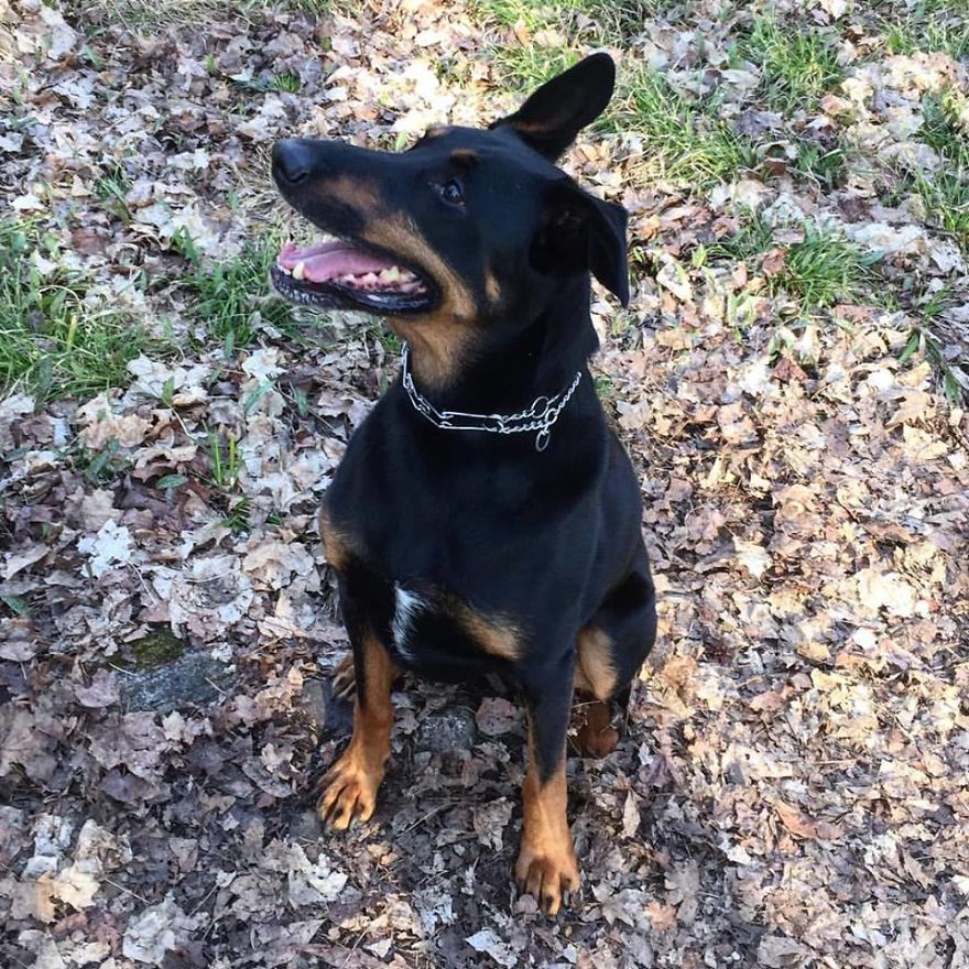 Vee Adopted 3 Years This One Of The Only Photos Of Her Sitting Still.