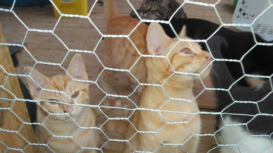 A Few Of 20 Of Our Rescue Cats. Woodstock, Festus, Riley (In The Back).