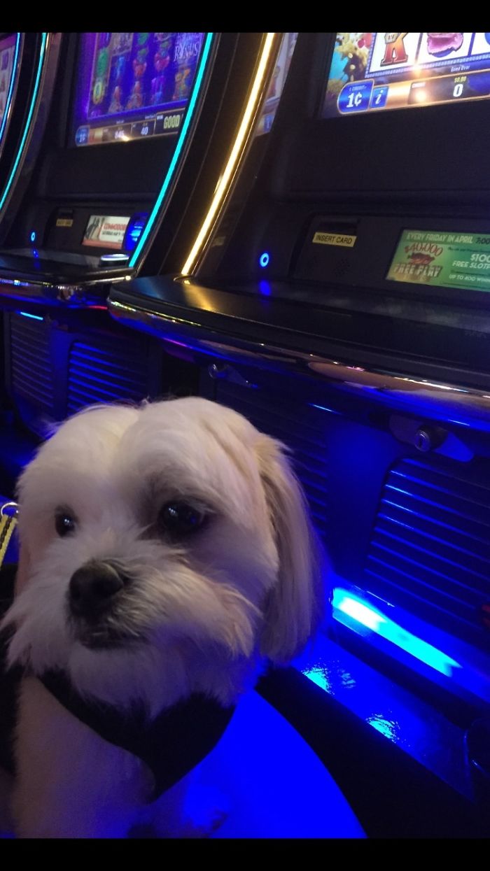 Muffinman Lost His Snack Money 😢