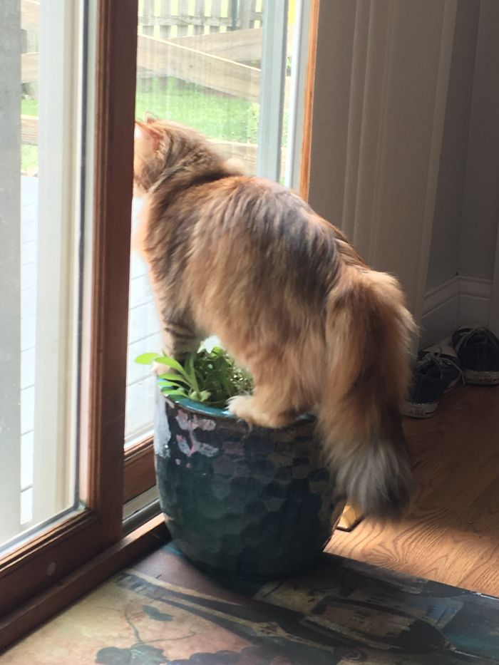 Ambrosia, The Most Beautiful Girl In The World