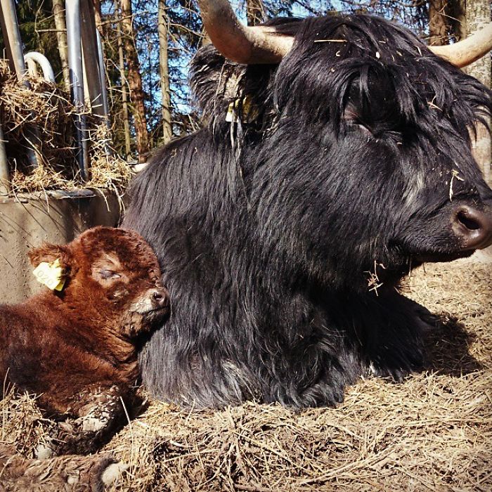 Cute-Baby-Highland-Cattle-Calves