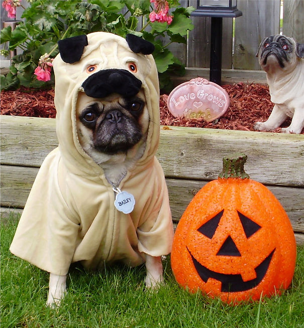20+ Cute Pets Ready For Halloween