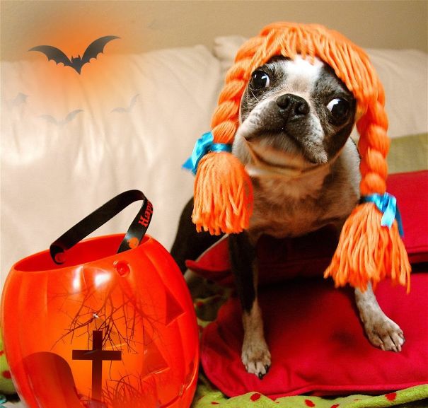 20+ Cute Pets Ready For Halloween