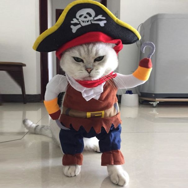 20+ Cute Pets Ready For Halloween