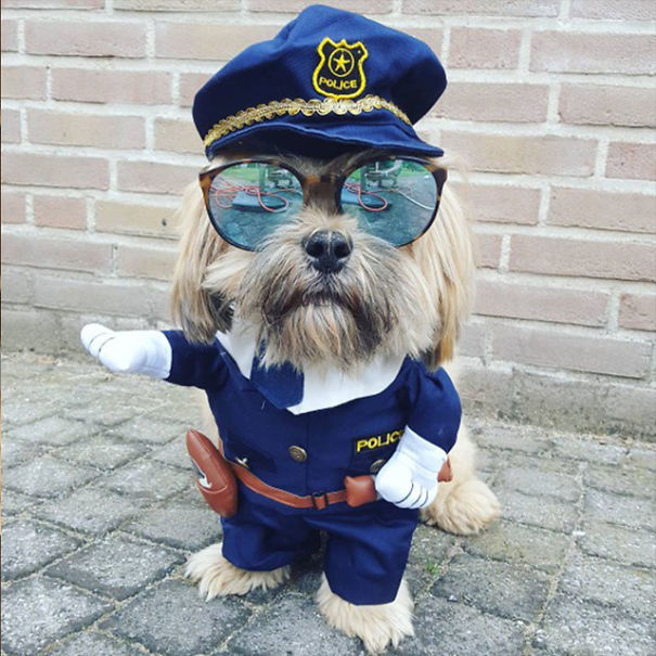 20+ Cute Pets Ready For Halloween