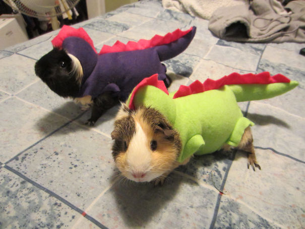 20+ Cute Pets Ready For Halloween