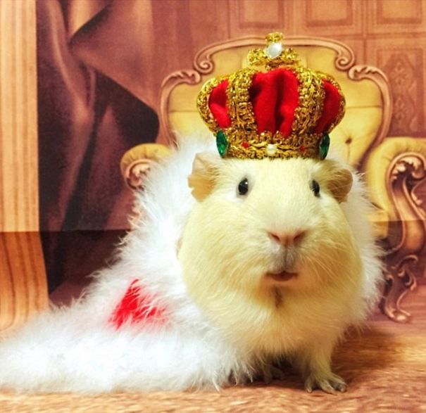 20+ Cute Pets Ready For Halloween