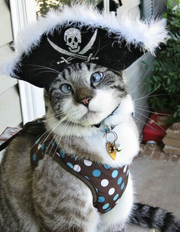 20+ Cute Pets Ready For Halloween