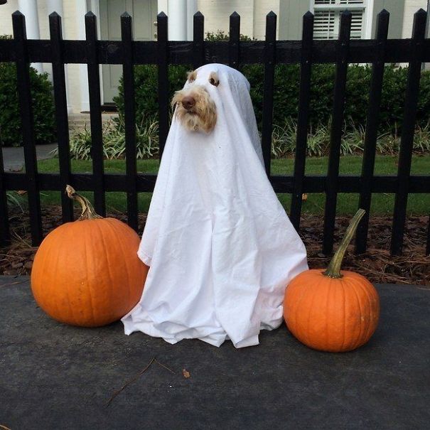 20+ Cute Pets Ready For Halloween