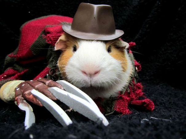 20+ Cute Pets Ready For Halloween