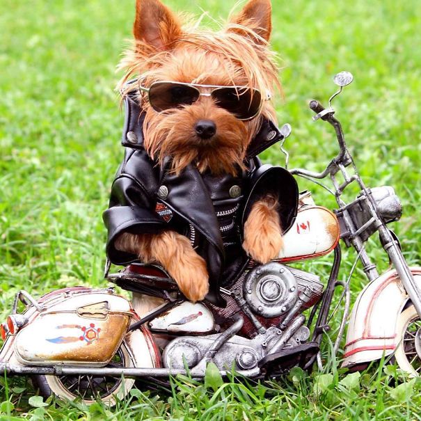 20+ Cute Pets Ready For Halloween