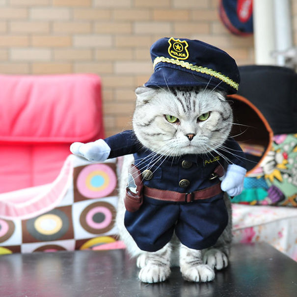 20+ Cute Pets Ready For Halloween