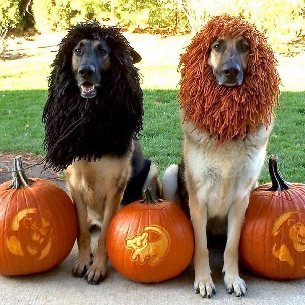 20+ Cute Pets Ready For Halloween