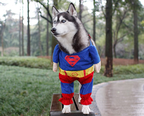 20+ Cute Pets Ready For Halloween