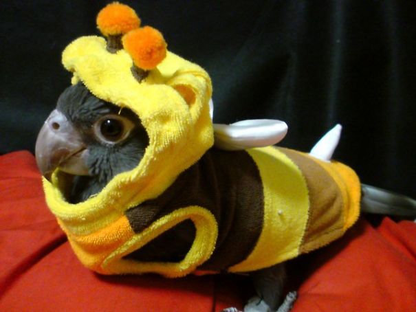 20+ Cute Pets Ready For Halloween