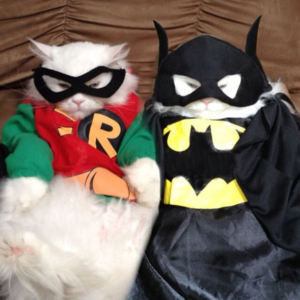 20+ Cute Pets Ready For Halloween