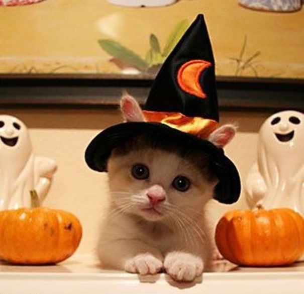 20+ Cute Pets Ready For Halloween