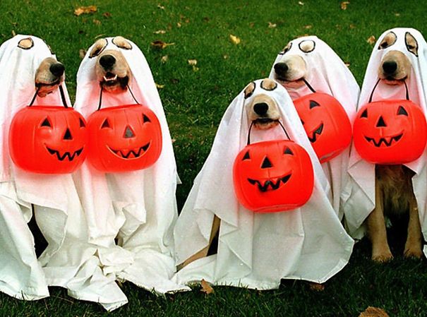 20+ Cute Pets Ready For Halloween