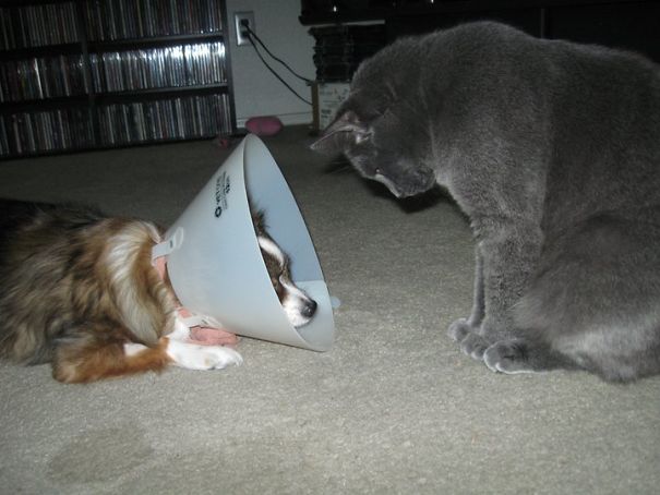 Looking Rather Small, Little Doggy!