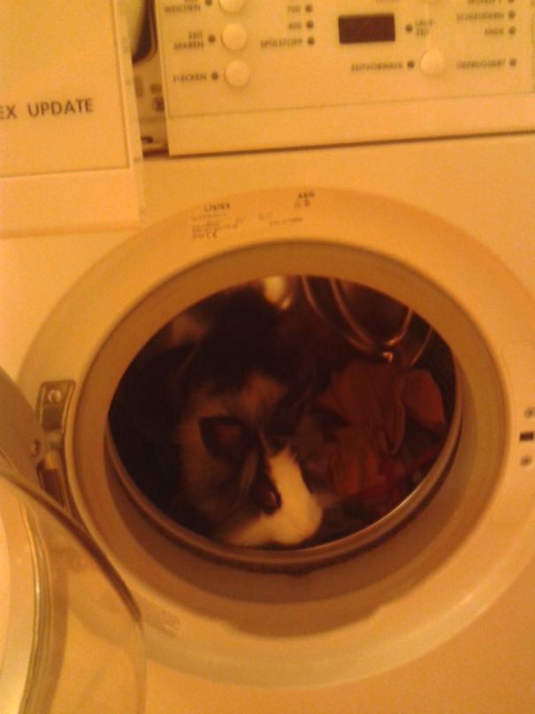 Bunny Still Having Spots After Bleaching Process