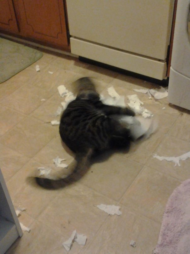 I Had Been Wondering What Was Happening To The Paper Towels...