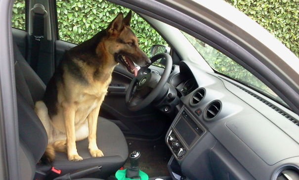 I Drive, Understood?