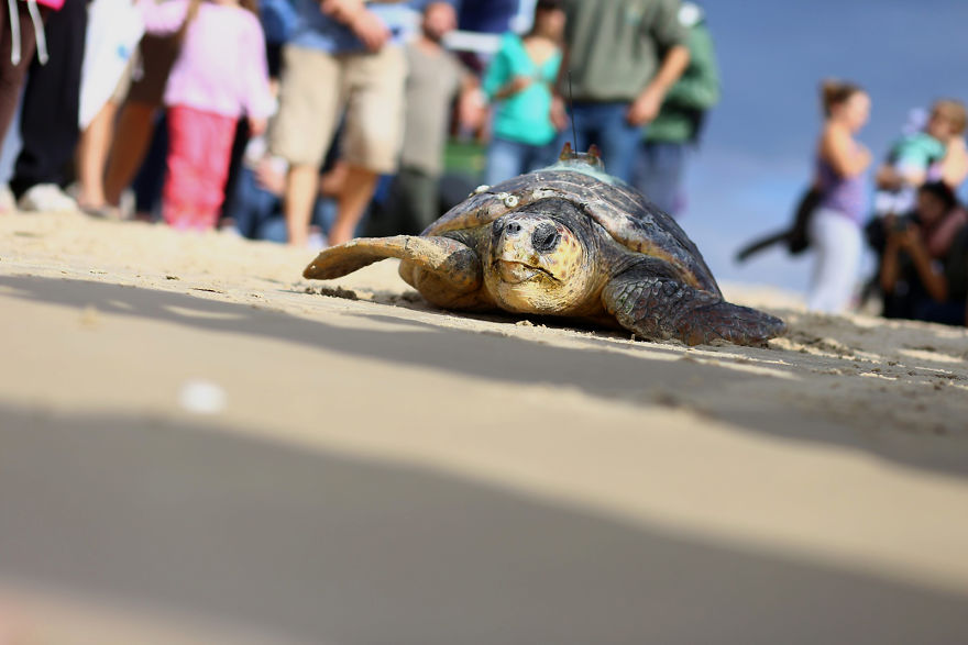 I've Been Photographing The Sea Turtle Rescue Center For 4 Years