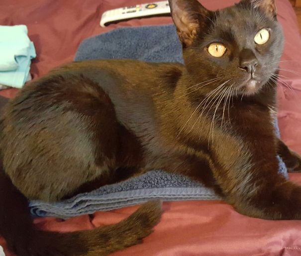 Every Time I Try To Fold The Clean Laundry, He Comes Up And Lays On It Before I Can Finish!