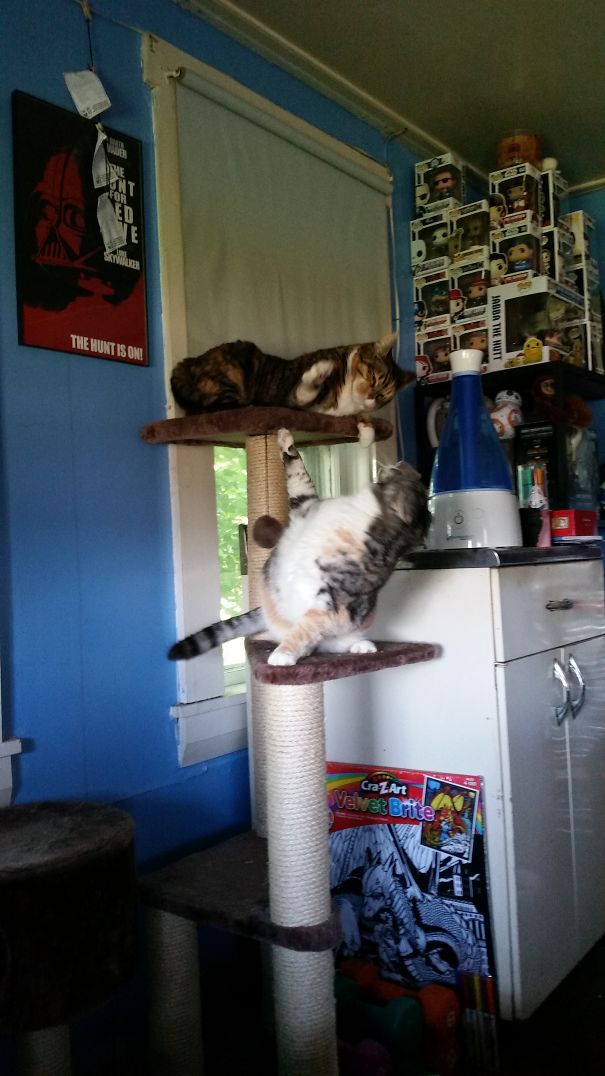 Penelope, Rosa Has The High Ground, Just Stop